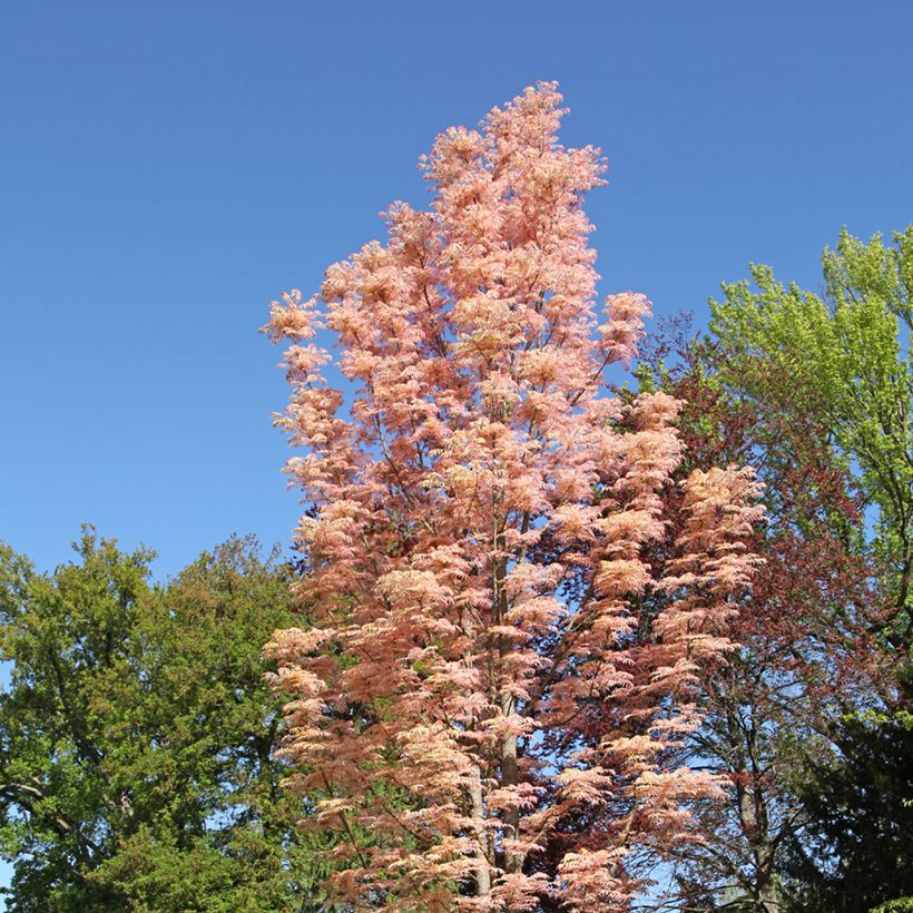 Toona sinensis Flamingo - Chinesischer Surenbaum (Plant habit)