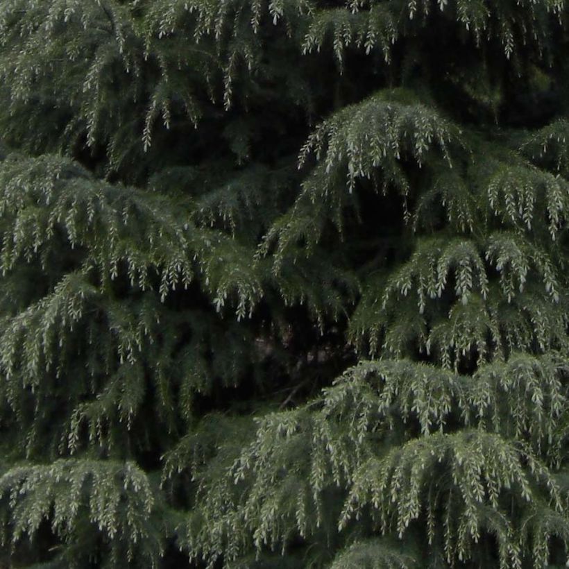 Cedrus deodara - Himalaya-Zeder (Foliage)