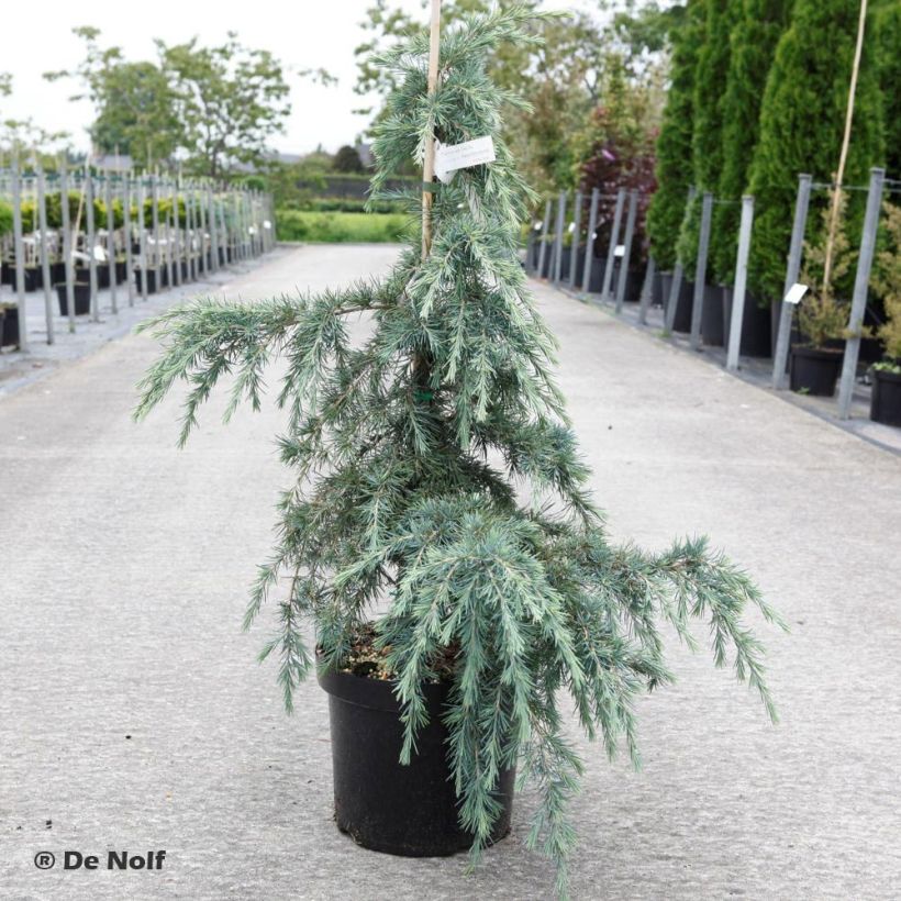 Cedrus deodara Feeling Blue - Himalaya-Zeder (Wuchs)