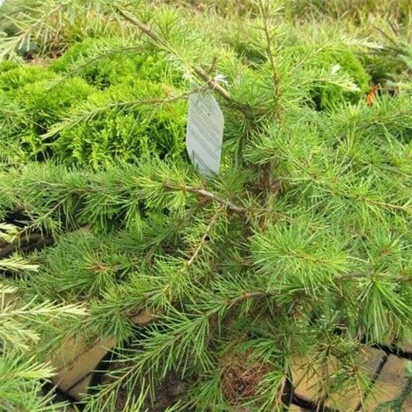 Cedrus deodara Golden Horizon - Himalaya-Zeder (Foliage)
