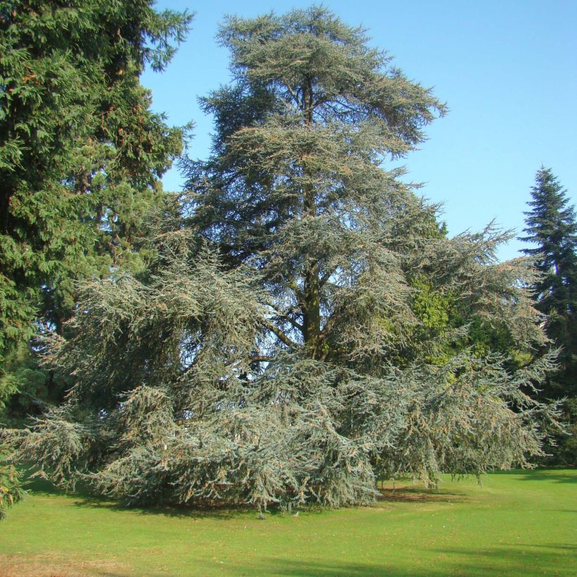 Cedrus libani subsp. atlantica Glauca - Atlas-Zeder (Wuchs)