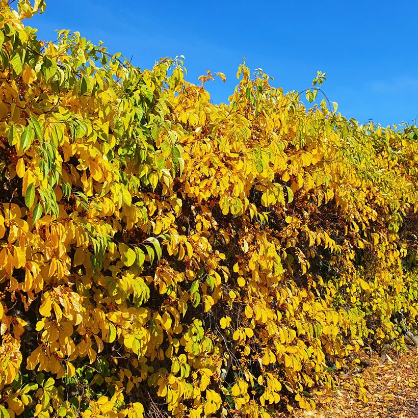 Celastrus orbiculatus Hercules - Rundblättriger Baumwürger (Wuchs)