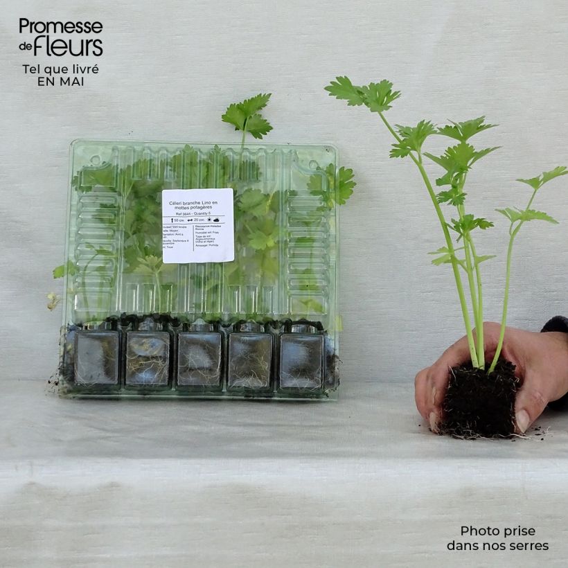 Example of Echter Sellerie Lino Wurzelballen 4 cm x 4,5 cm as you get in printemps