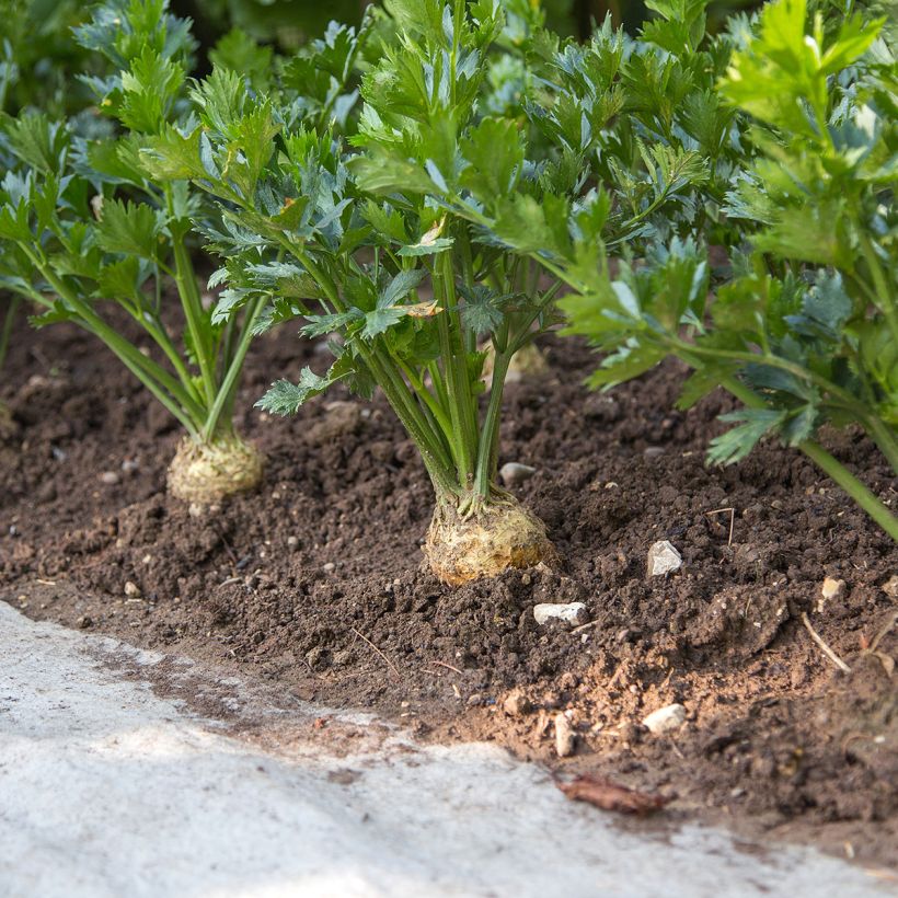 Knollensellerie Monarch (Wuchs)