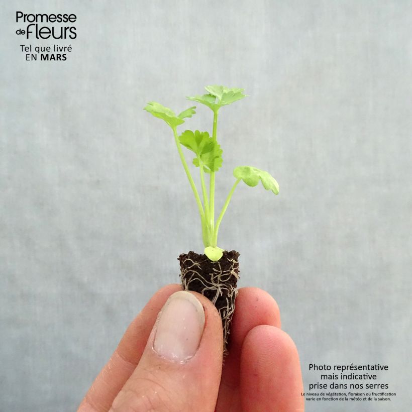 Example of Knollensellerie Monarch Bio Mini-Plug Ø 1,5/2,5 cm as you get in printemps