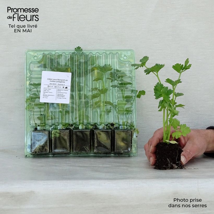 Example of Knollensellerie Monarch Pflanzen Mini-Plug Ø 3/4 cm as you get in printemps
