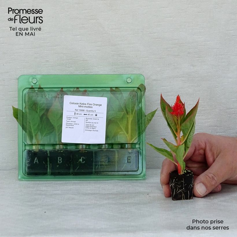 Exemplar von Celosia argentea var. plumosa Kelos Fire Orange - Silber-Brandschopf Mini-Plug Ø 3/4 cm wie im Frühjahr geliefert