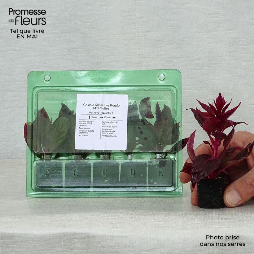 Exemplar von Celosia spicata Kelos Fire Purple - Brandschopf Mini-Plug Ø 3/4 cm wie im Frühjahr geliefert