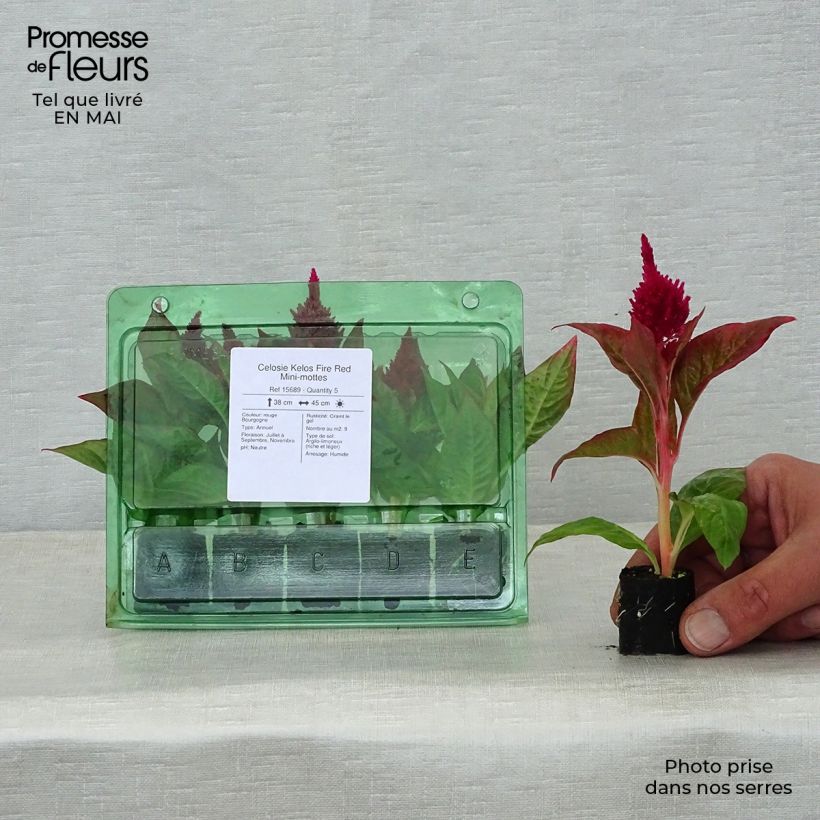 Exemplar von Celosia spicata Kelos Fire Red - Brandschopf Mini-Plug Ø 3/4 cm wie im Frühjahr geliefert