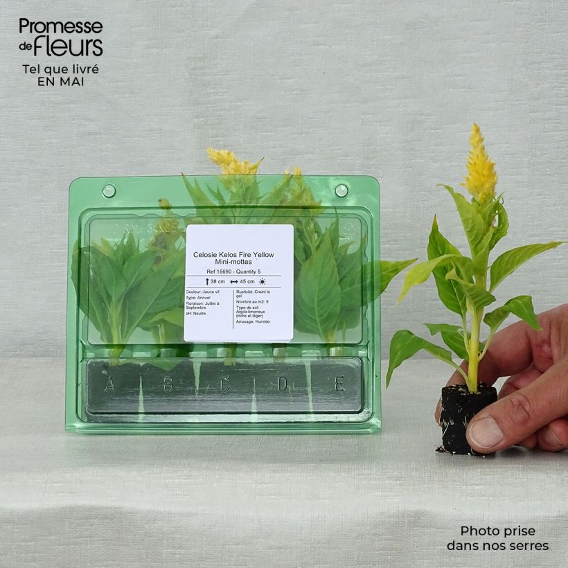 Example of Celosia spicata Kelos Fire Yellow - Brandschopf Mini-Plug Ø 3/4 cm as you get in printemps