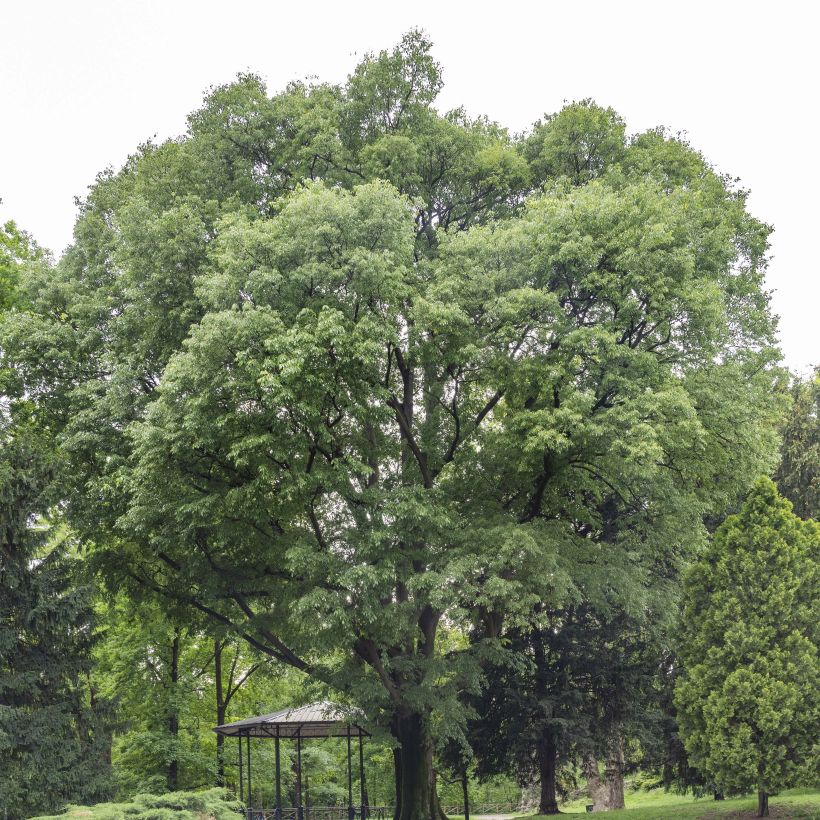 Celtis australis - Südlicher Zürgelbaum (Wuchs)