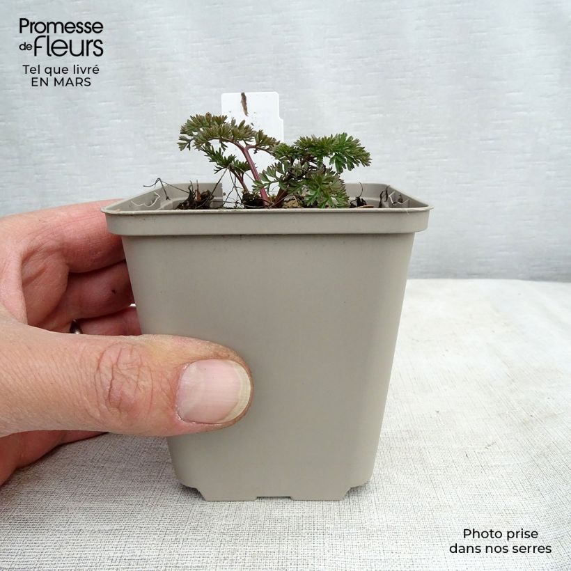 Example of Baltische Petersilie - Cenolophium denudatum Kleine Töpfe von 8/9 cm as you get in printemps