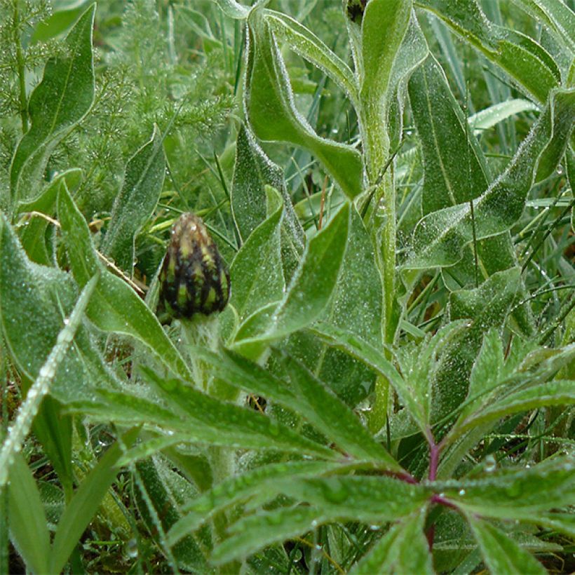 Berg-Flockenblume Amethyst in Snow - Centaurea montana (Foliage)
