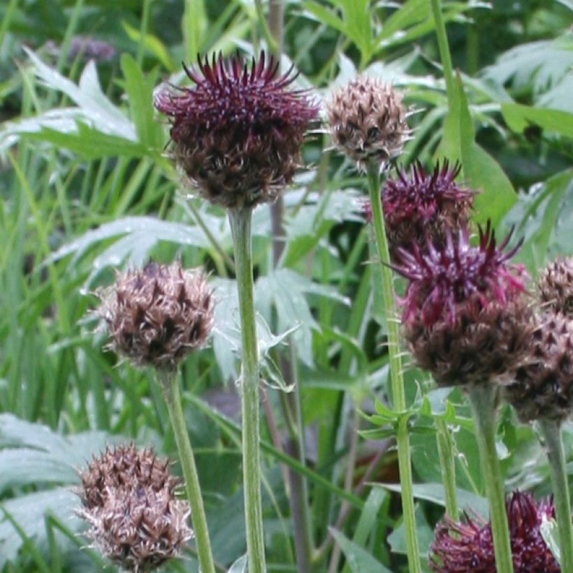 Centaurea atropurpurea - Rote Flockenblume (Flowering)