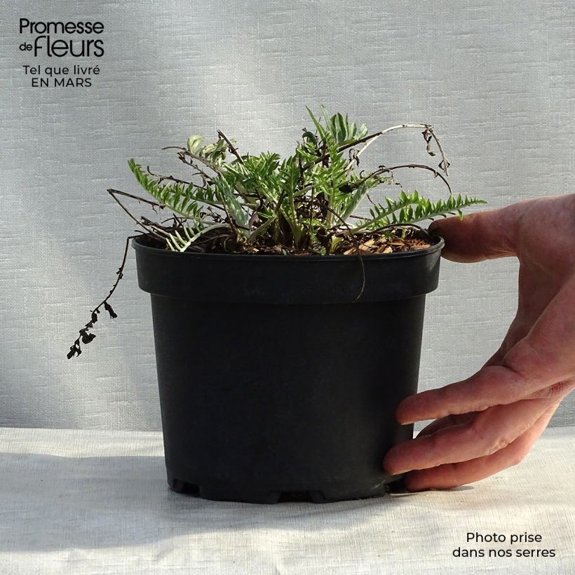 Example of Centaurea atropurpurea - Rote Flockenblume Kleine Töpfe von 8/9 cm as you get in printemps