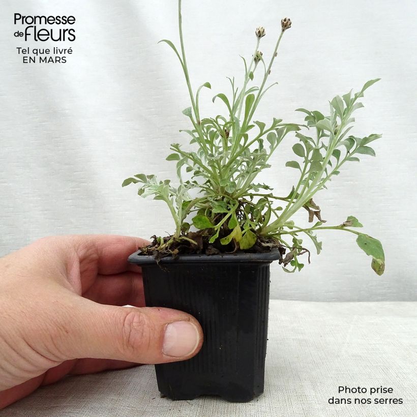 Exemplar von Centaurea bella - Silber-Flockenblume Kleine Töpfe von 8/9 cm wie im Frühjahr geliefert