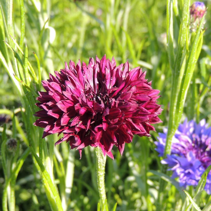 Kornblume Black Ball (Samen) - Centaurea cyanus (Flowering)
