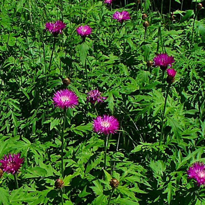 Centaurea dealbata Stenbeergii - Zweifarbige Flockenblume (Flowering)