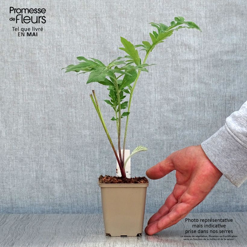 Example of Centaurea dealbata Stenbeergii - Zweifarbige Flockenblume Kleine Töpfe von 8/9 cm as you get in printemps