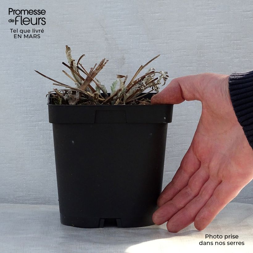 Example of Centaurea dealbata Stenbeergii - Zweifarbige Flockenblume Topf mit 2L/3L as you get in printemps