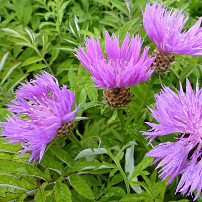 Centaurea dealbata - Zweifarbige Flockenblume (Flowering)