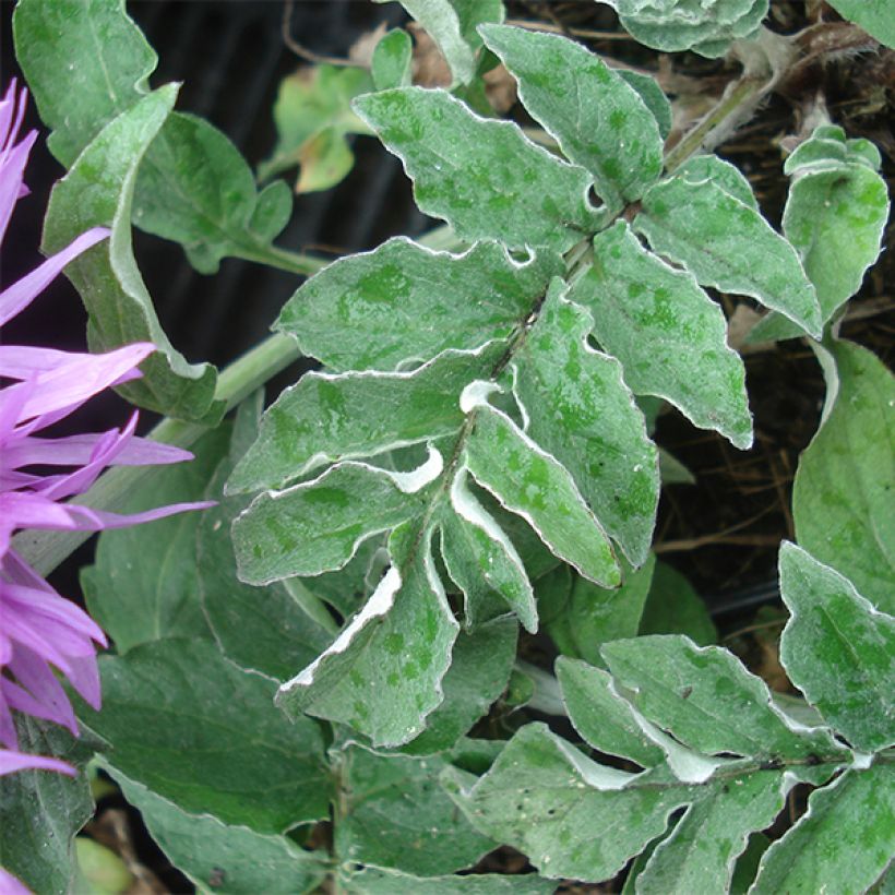 Centaurea hypoleuca John Coutts - Flockenblume (Foliage)