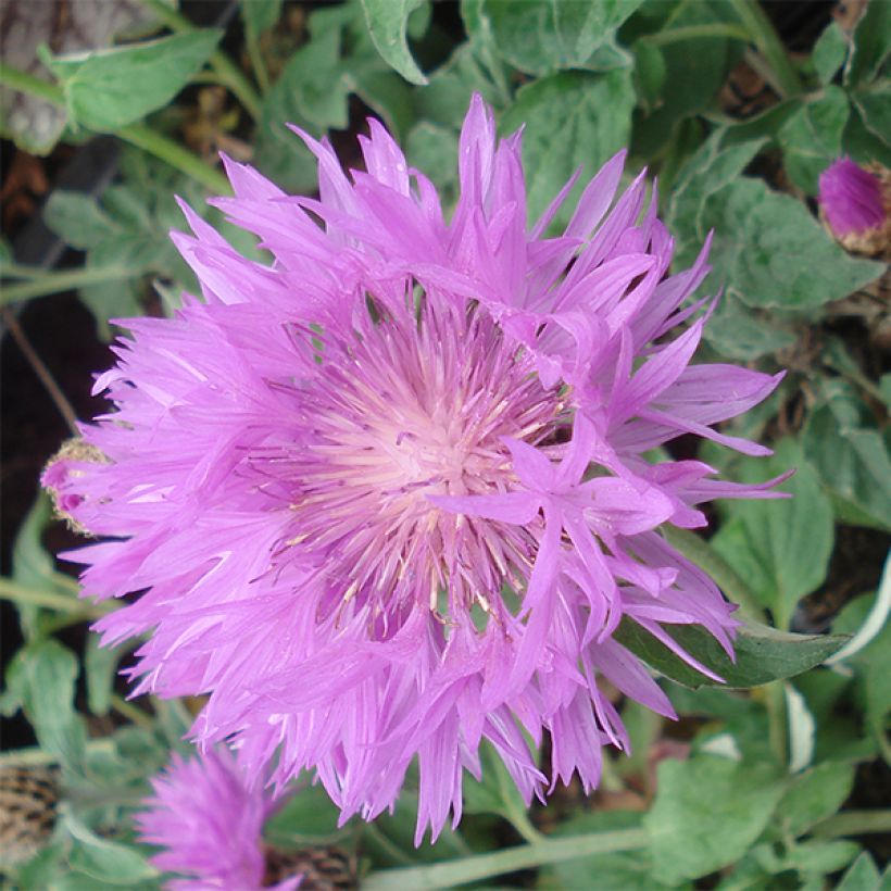 Centaurea hypoleuca John Coutts - Flockenblume (Flowering)