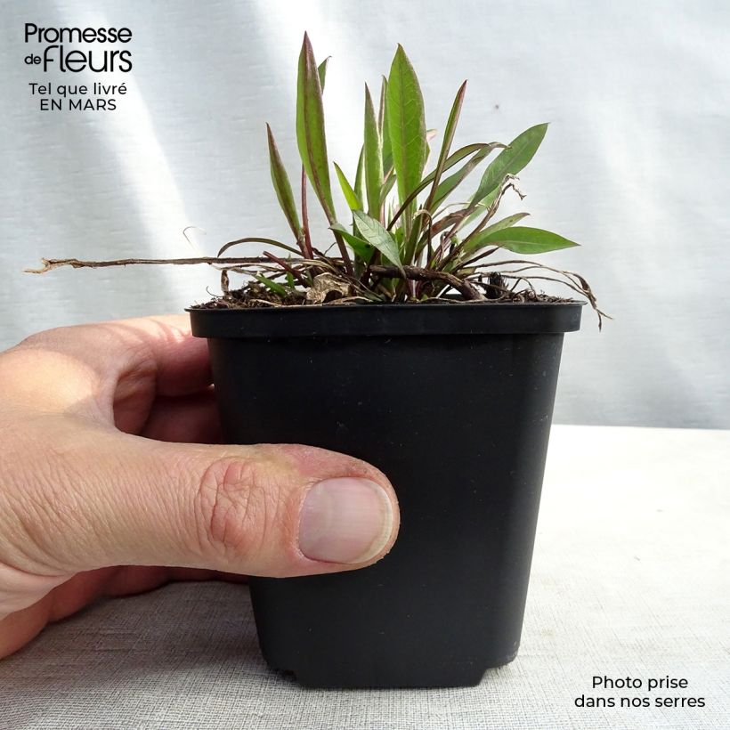 Example of Centaurea jacea - Wiesen-Flockenblume Kleine Töpfe von 8/9 cm as you get in printemps