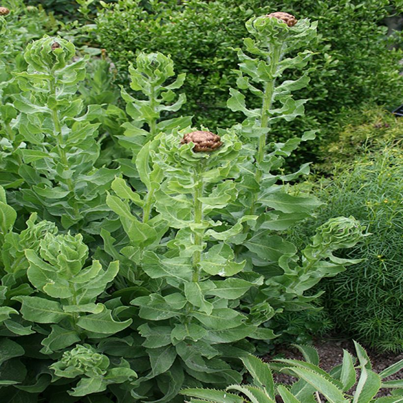 Centaurea macrocephala - Riesenflockenblume (Foliage)