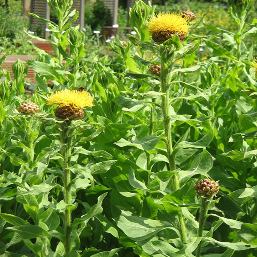 Centaurea macrocephala - Riesenflockenblume (Plant habit)