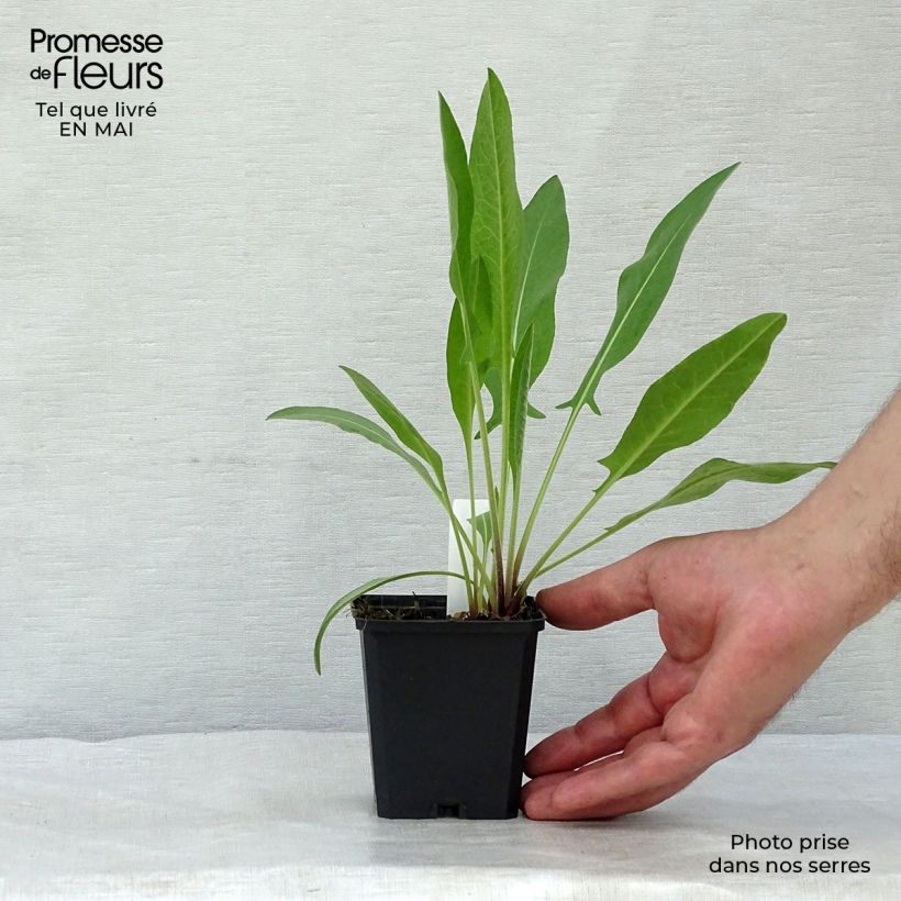 Example of Centaurea macrocephala - Riesenflockenblume Kleine Töpfe von 8/9 cm as you get in printemps