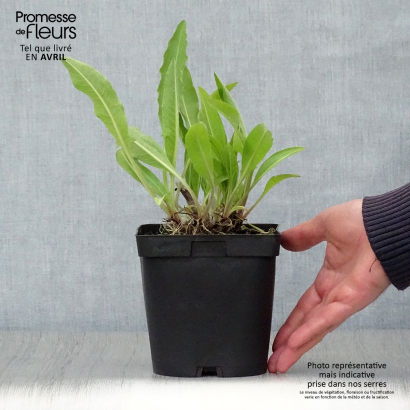 Example of Centaurea macrocephala - Riesenflockenblume Topf mit 2L/3L as you get in printemps