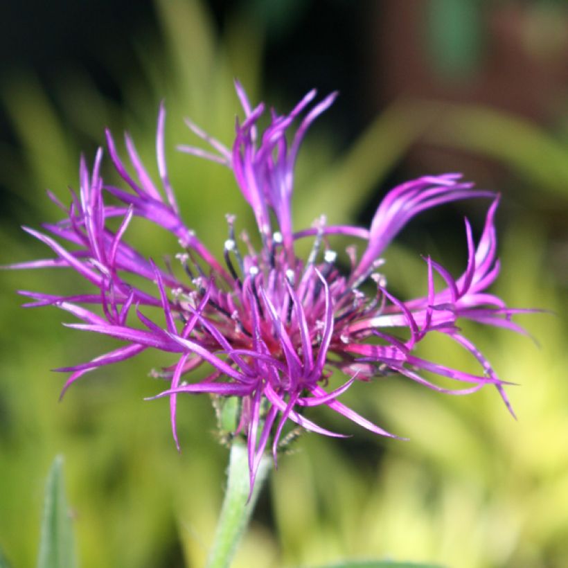 Berg-Flockenblume Amethyst Dream - Centaurea montana (Flowering)