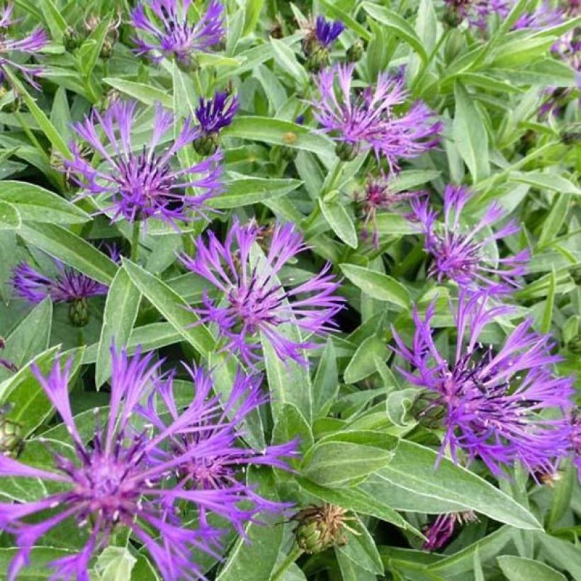 Berg-Flockenblume Violetta - Centaurea montana (Flowering)