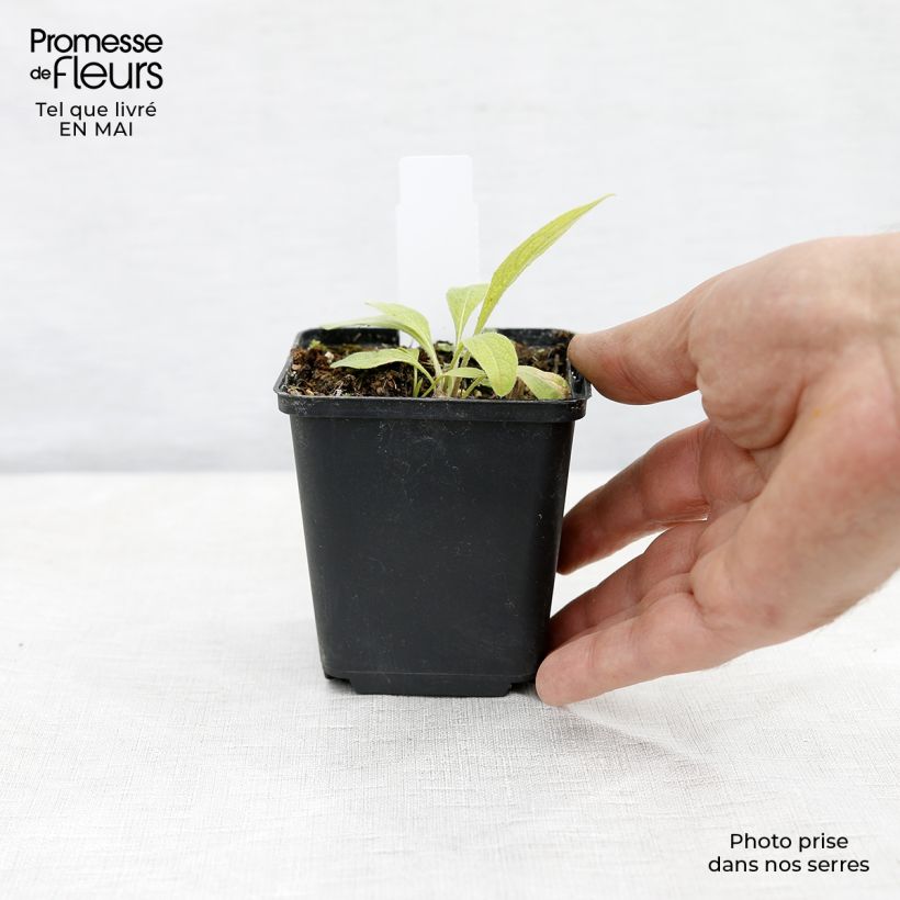 Example of Berg-Flockenblume Caramia - Centaurea montana Kleine Töpfe von 8/9 cm as you get in printemps