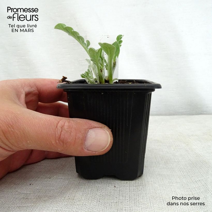 Example of Centaurea hypoleuca John Coutts - Flockenblume Kleine Töpfe von 8/9 cm as you get in printemps