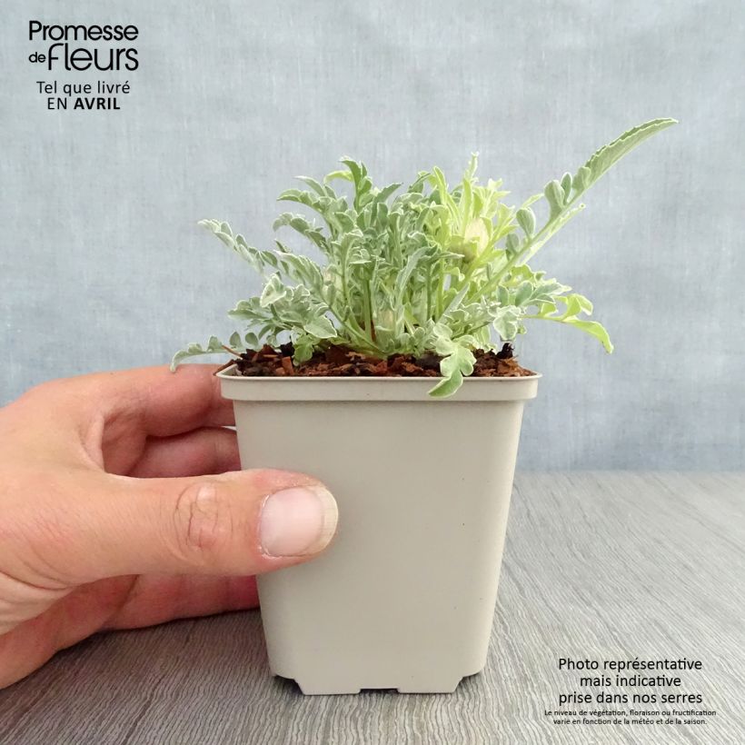 Exemplar von Centaurea pulcherrima - Silber-Flockenblume Kleine Töpfe von 8/9 cm wie im Frühjahr geliefert