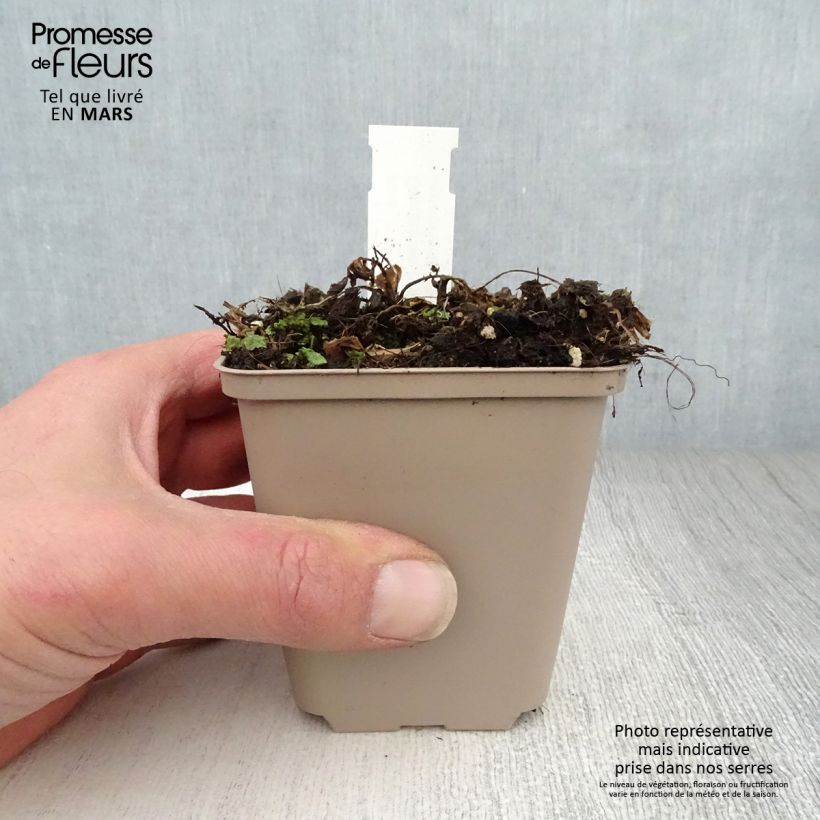 Exemplar von Centaurea ruthenica - Ukrainische Flockenblume Kleine Töpfe von 8/9 cm wie im Frühjahr geliefert