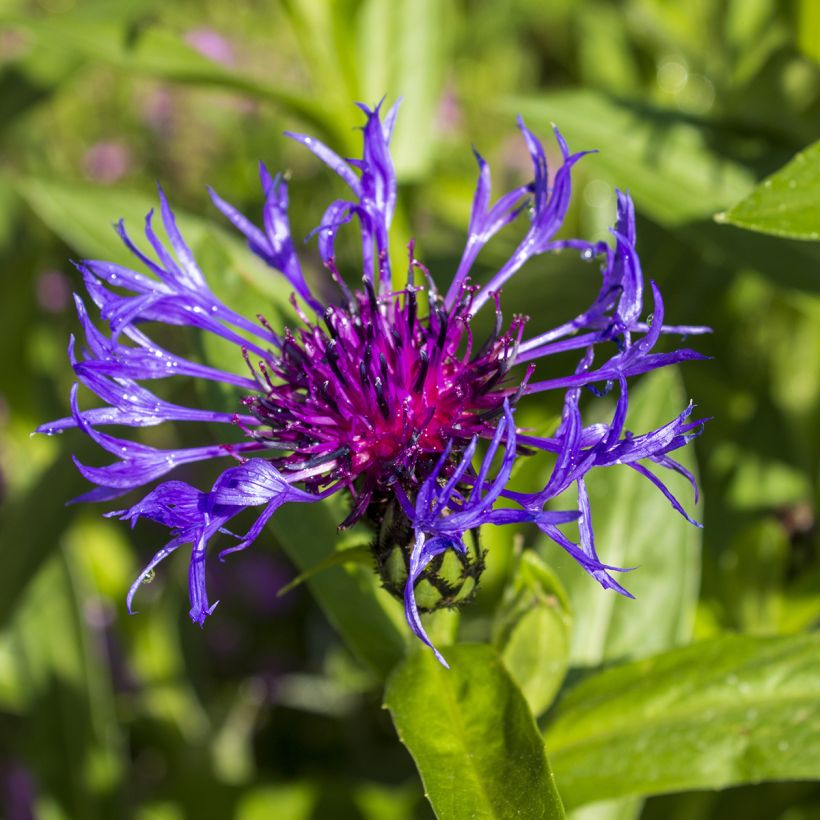 Centaurea triumfettii ssp. cana - Filzige Flockenblume (Blüte)