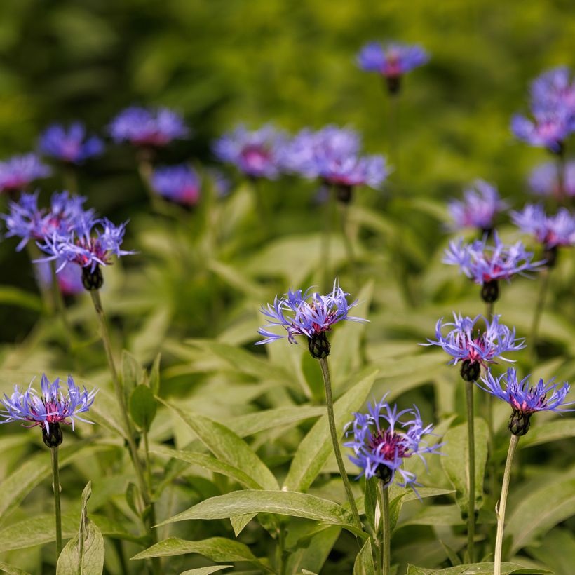 Centaurea triumfettii ssp. cana - Filzige Flockenblume (Wuchs)