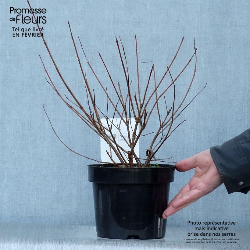 Exemplar von Cephalanthus occidentalis - Bois-bouton Pot de 7,5L/10L wie im Winter geliefert