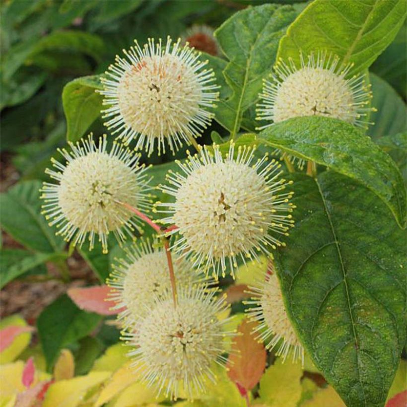 Cephalanthus occidentalis Sugar Shack - Knopfbusch (Flowering)