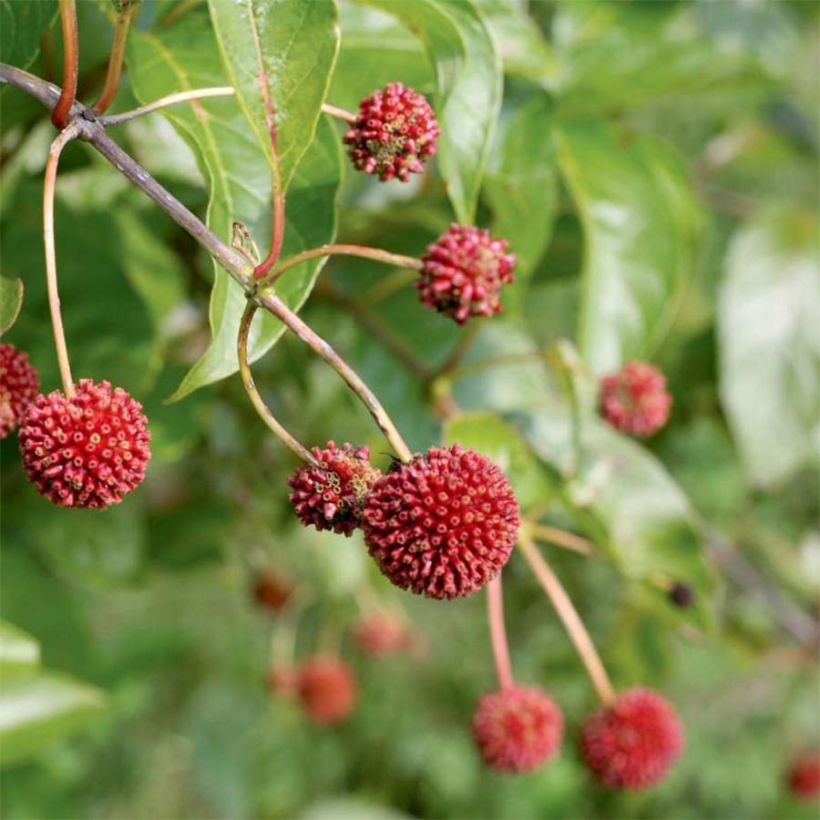 Cephalanthus occidentalis Sugar Shack - Knopfbusch (Harvest)