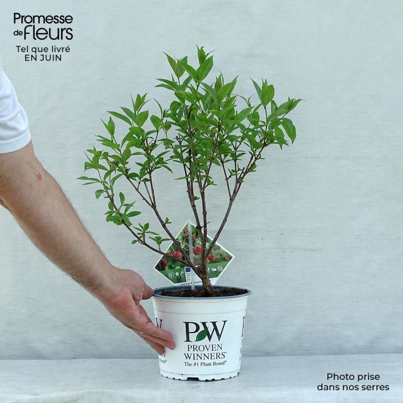 Exemplar von Cephalanthus occidentalis Sugar Shack - Knopfbusch Topf mit 2L/3L wie im Sommer geliefert