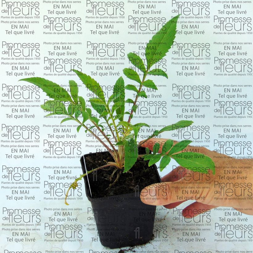 Beispiel eines Exemplars von Cephalaria alpina - Alpen-Kopfblume Kleine Töpfe von 8/9 cm wie geliefert