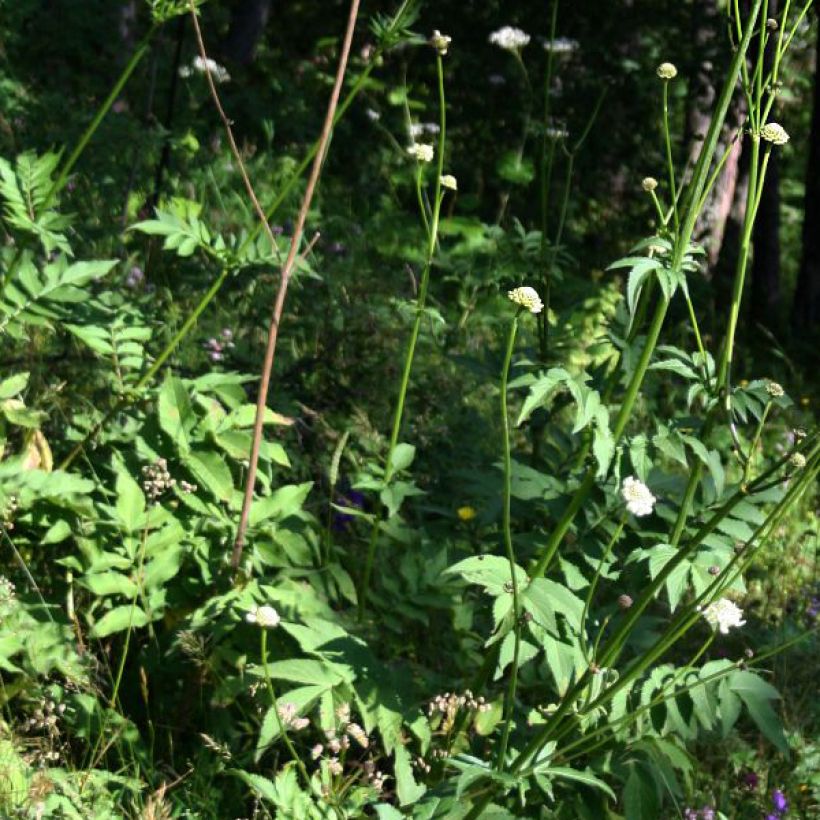 Cephalaria gigantea - Schuppenkopf (Foliage)