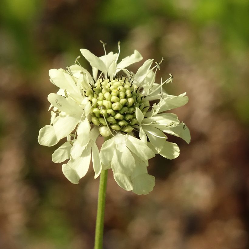 Cephalaria gigantea - Schuppenkopf (Flowering)