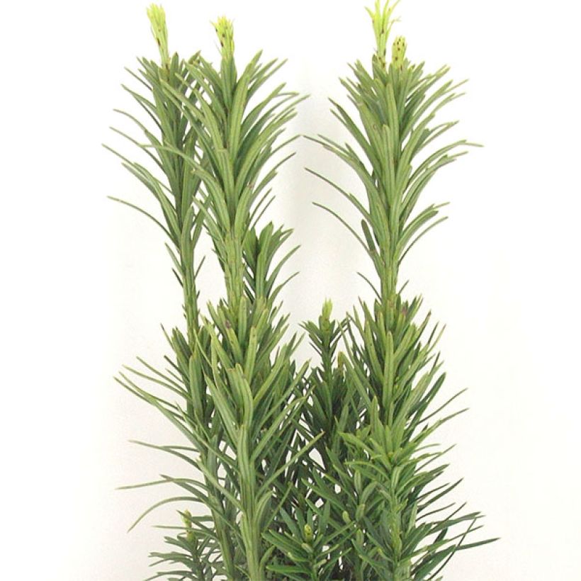 Cephalotaxus harringtonia Fastigiata - Harringtons Kopfeibe (Foliage)