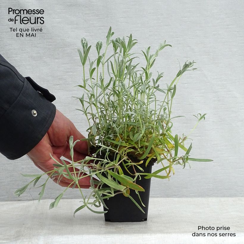 Exemplar von Cerastium biebersteinii - Bieberstein Hornkraut Kleine Töpfe von 8/9 cm wie im Frühjahr geliefert