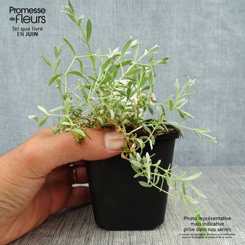 Exemplar von Cerastium tomentosum Yo Yo - Filziges Hornkraut Kleine Töpfe von 8/9 cm wie im Sommer geliefert